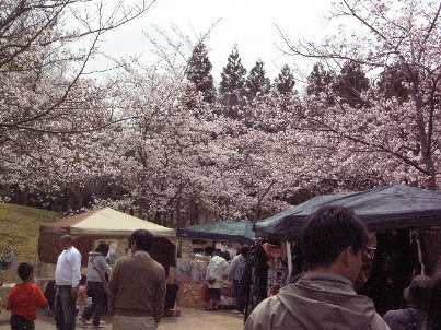 kasiba1