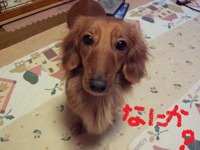 yume1