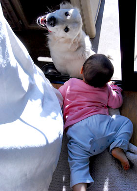 大型犬と幼児