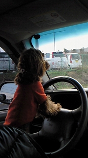 車運転.jpg