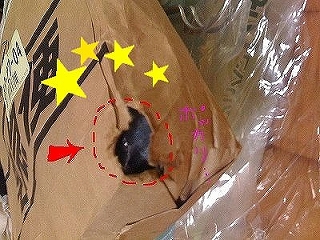 あれま