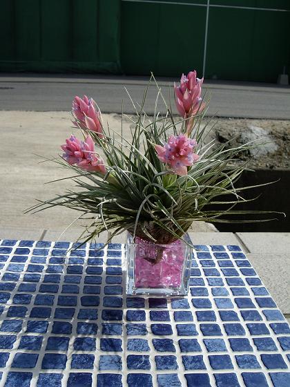 エアープランツ 花と緑のある生活 くらし From九州 楽天ブログ