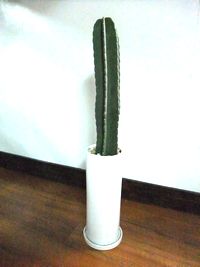 シンプル柱サボテン.JPG