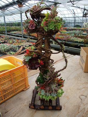 多肉植物タワー1.JPG