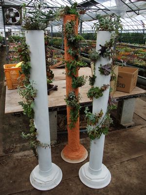 多肉植物タワー2.JPG