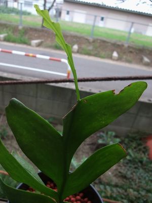 フィッシュボーン　新芽.JPG