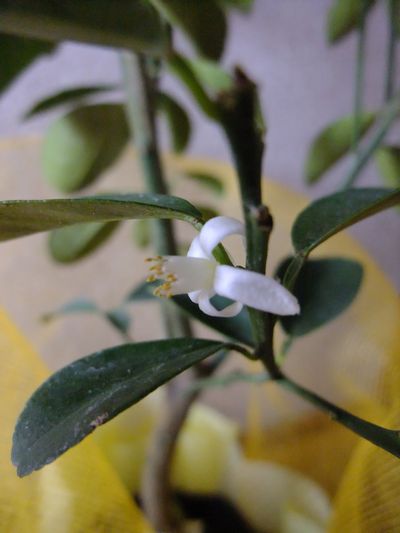 キンカンの花.JPG