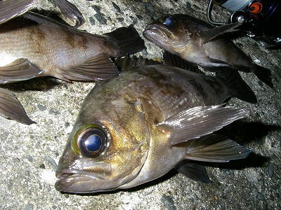 meba 5