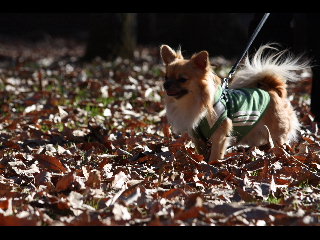 DSC00013.jpg