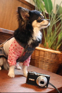 DSC00060.jpg