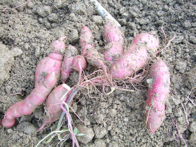 2009_092728420080472.JPG