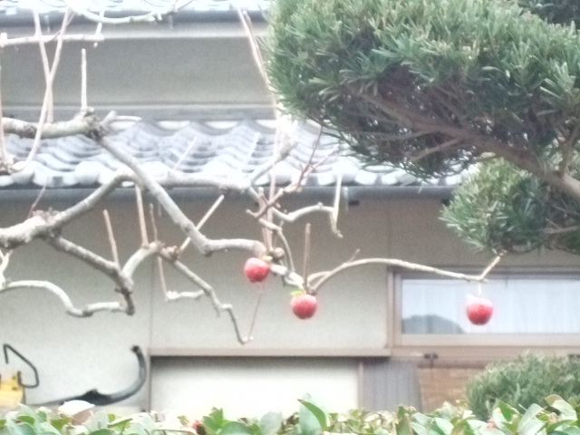 コピー ～ 2010_013128420080462.JPG