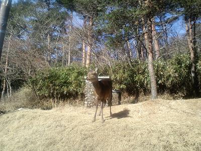 野生のシカ