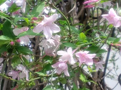 ピンクのジャスミン