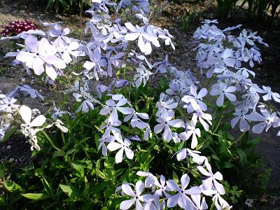 ツルハナシノブ