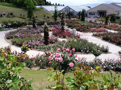 かのやバラ園2009