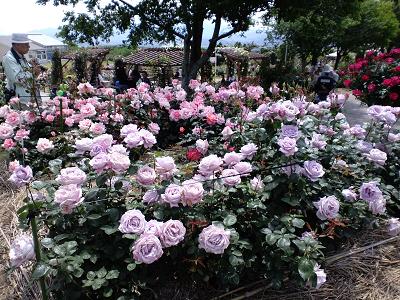 かのやバラ園2009春