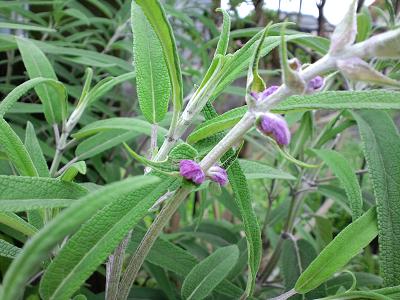 アメジストセージの花
