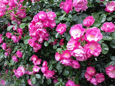 かのやバラ園2009春