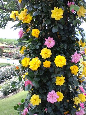 かのやバラ園2009春