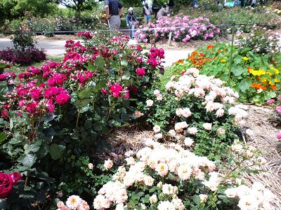 かのやバラ園２００９春