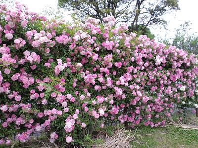 かのやバラ園２００９春