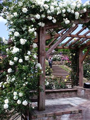 鹿屋バラ園2009春