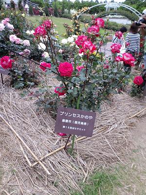 かのやバラ園2009春