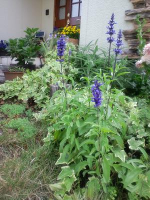 ブルーサルビア