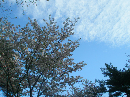 風に舞う花びら