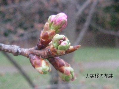 大寒桜の花芽