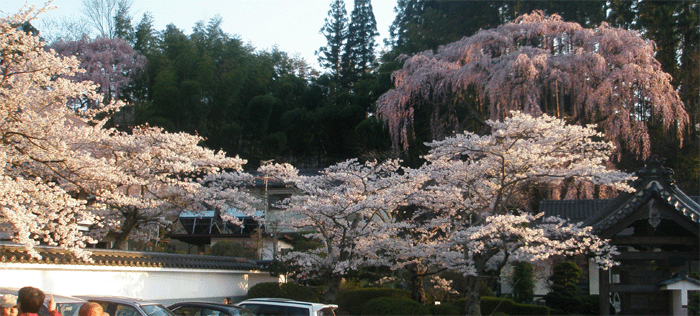 2010.4.25  福聚寺の紅枝垂桜