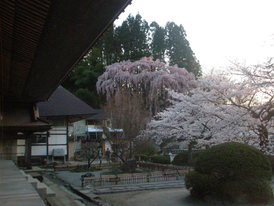 福聚寺の紅枝垂れ桜