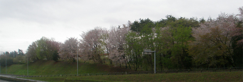 新緑と山桜のコントラストが美しい散歩道