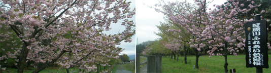 笹原川ふれあい色彩桜