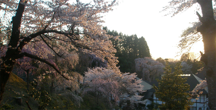 福聚寺の桜