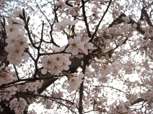 桜