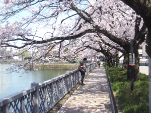 桜のﾄﾝﾈﾙ