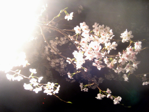 夜桜3