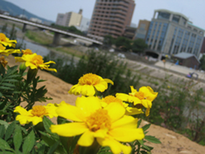花