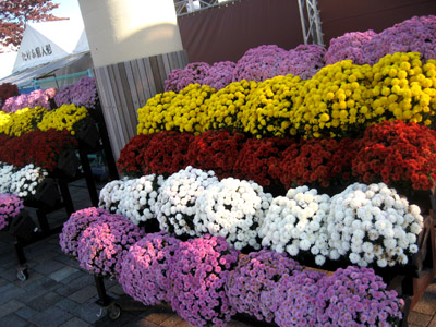 菊