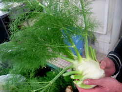 野菜3