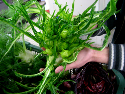 野菜4