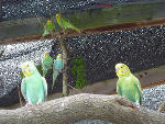 インコ