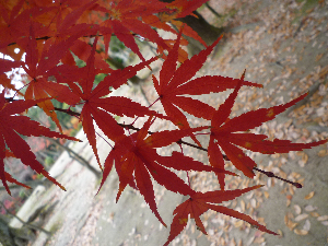 紅葉
