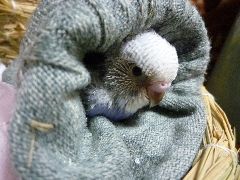 インコ