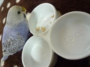 インコ