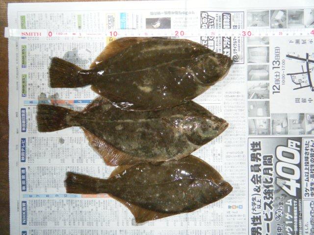 カレイ