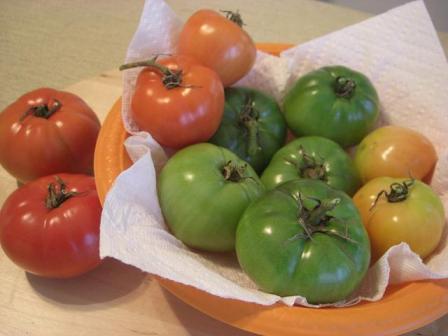 10.21収穫トマト