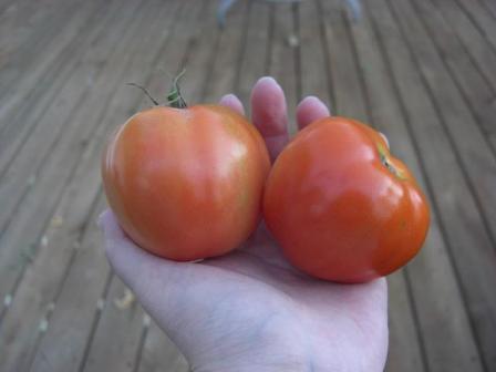 うちのトマト収穫2回目